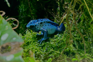 Blue poison dart frogs for sale
