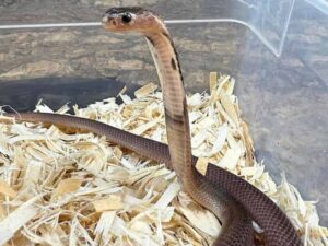 Javan Spitting Cobra For Sale