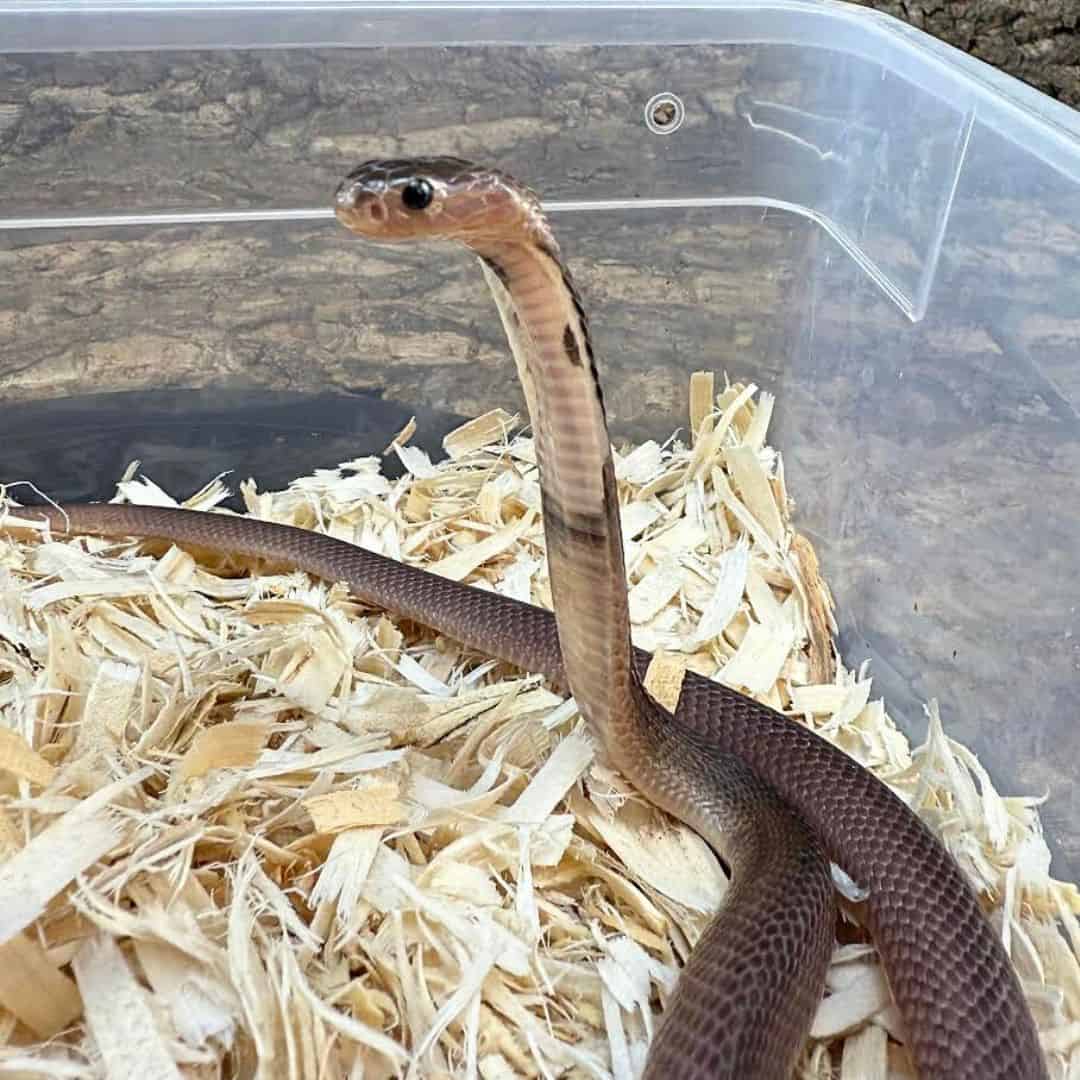 Javan Spitting Cobra For Sale