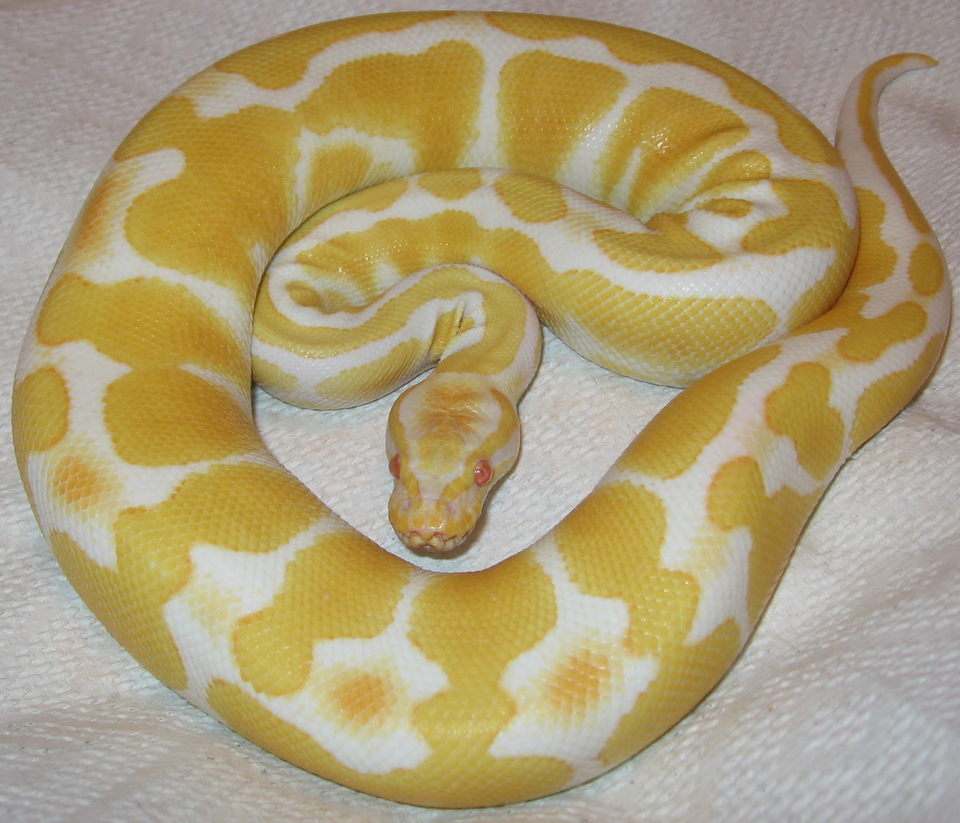 Albino Ball Python for sale