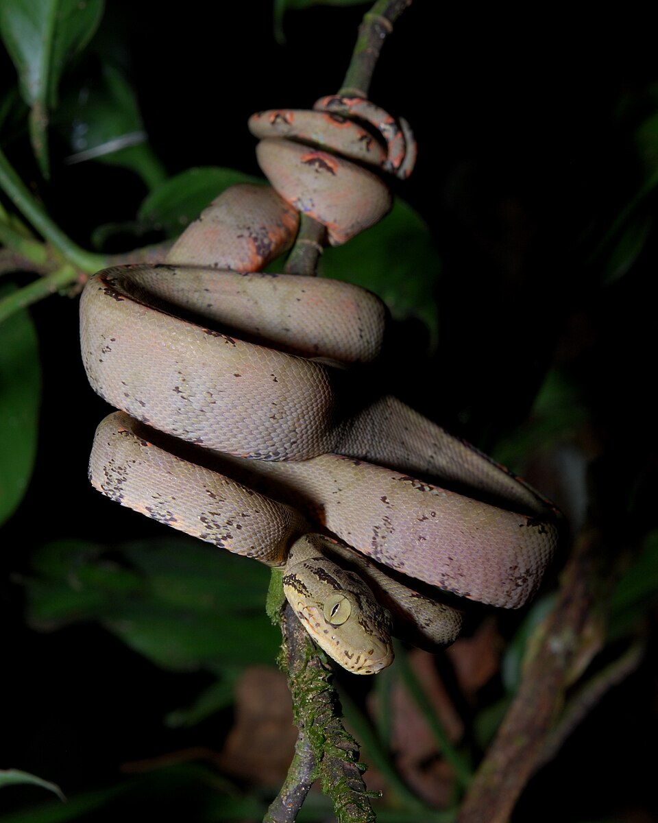 Amazon Tree Boa for sale (Corallus hortulana)