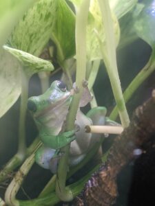 American Green Tree Frog for sale