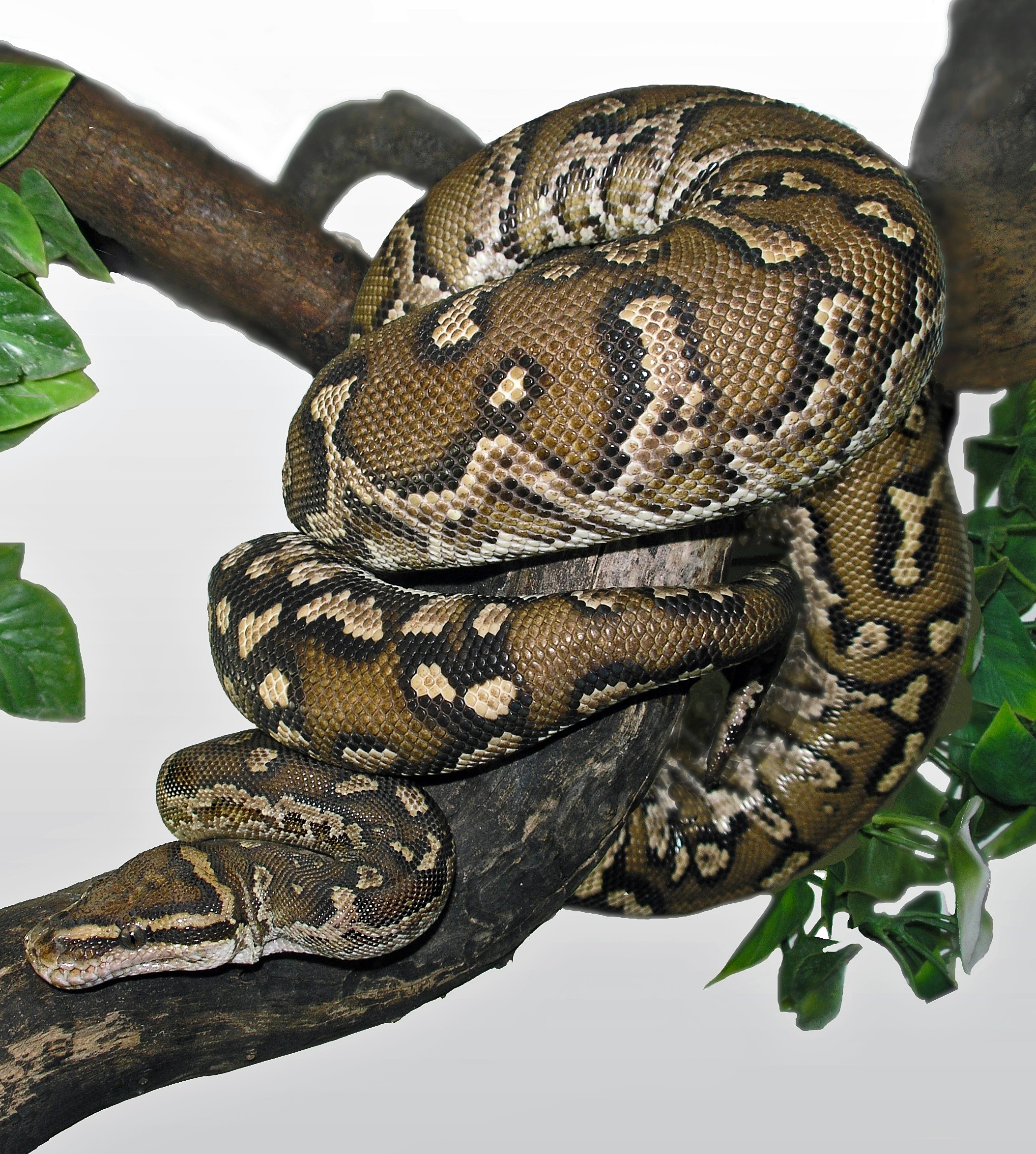 Angolan Python for sale