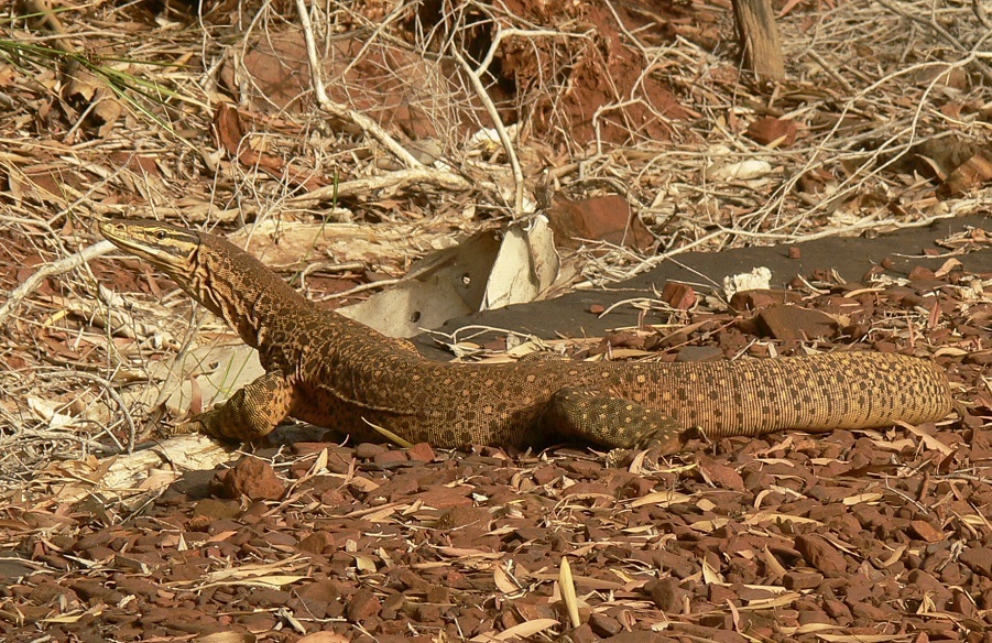 Argus Monitor for sale