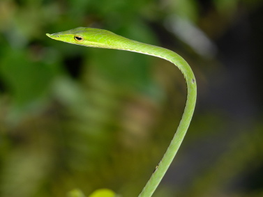 Asian Vine Snake for Sale