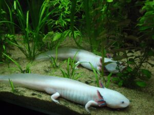 Baby Axolotl for sale
