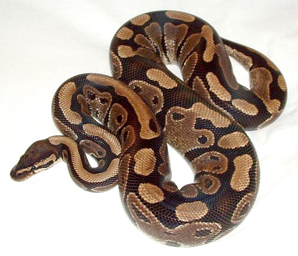 Ball Python for sale