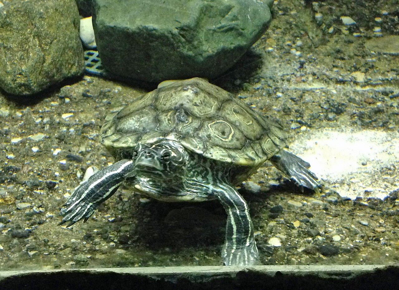 Black Knobbed Map Turtle for sale