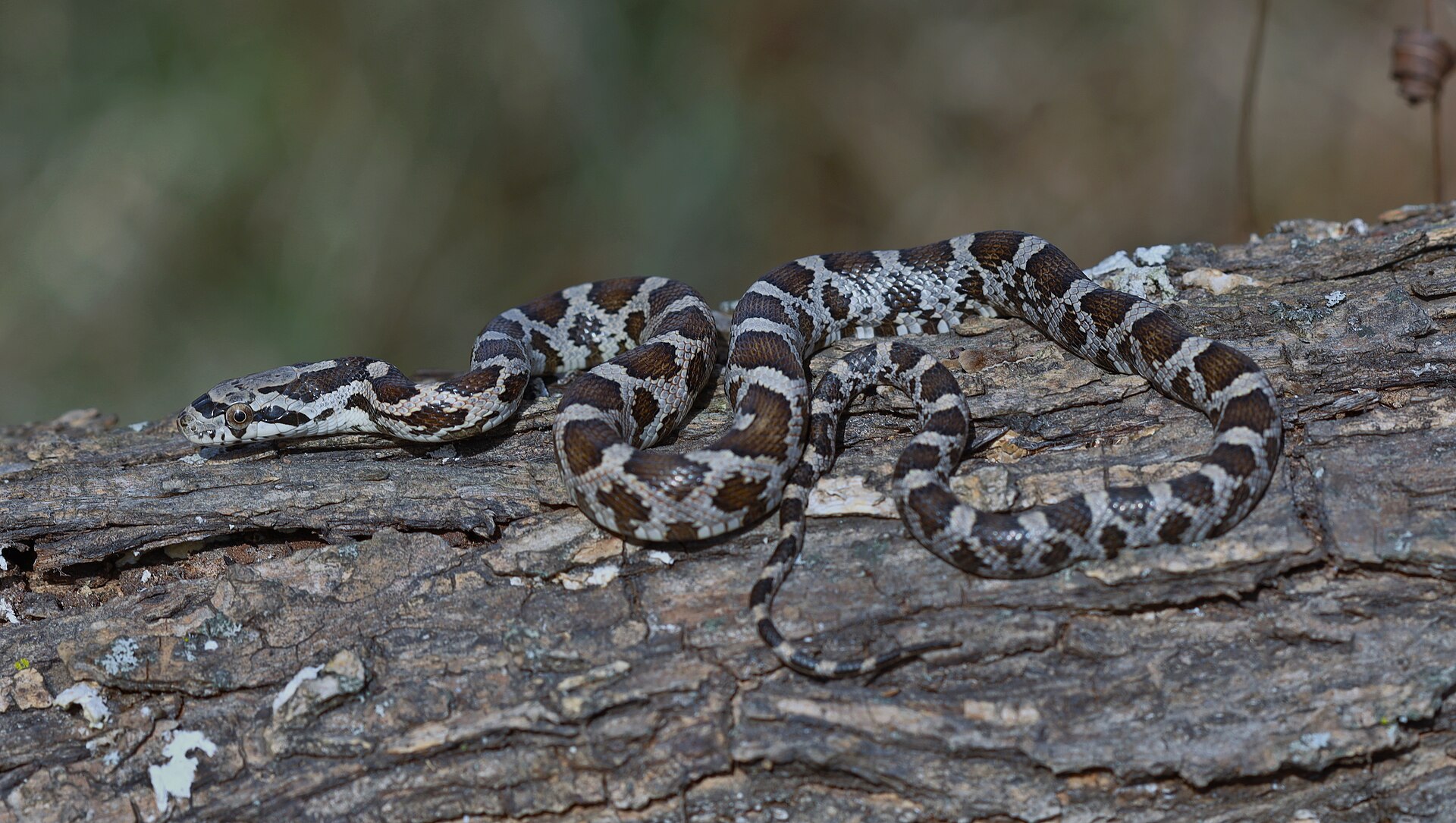 Black Rat Snake for sale (Pantherophis obsoletus)