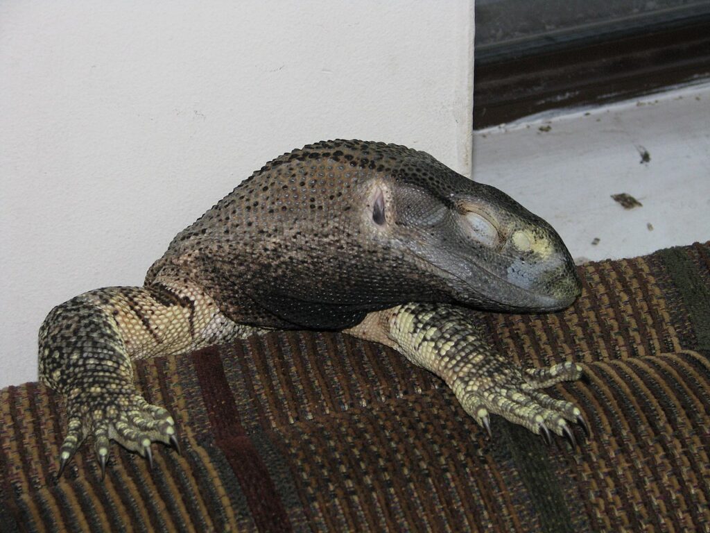 Black Throat Monitor for sale