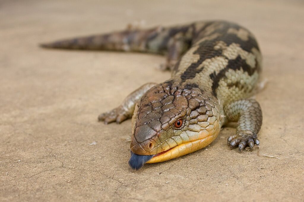 Blue Tongue Skink for sale