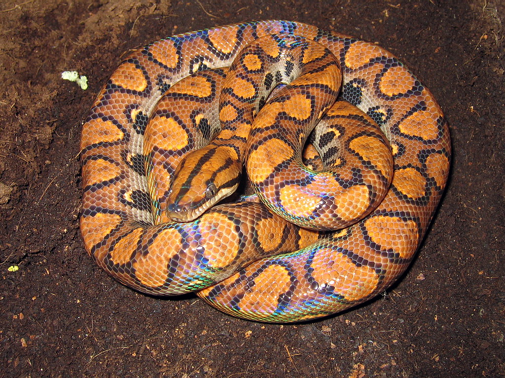 Brazilian Rainbow Boa for sale (epicrates cenchria)