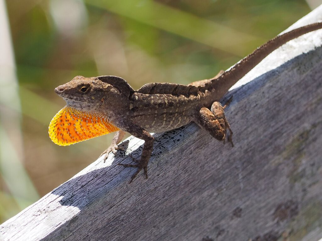 Brown Anole for Sale