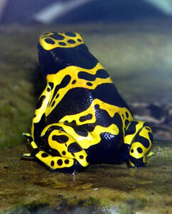 BumbleBee Poison Dart frog for sale