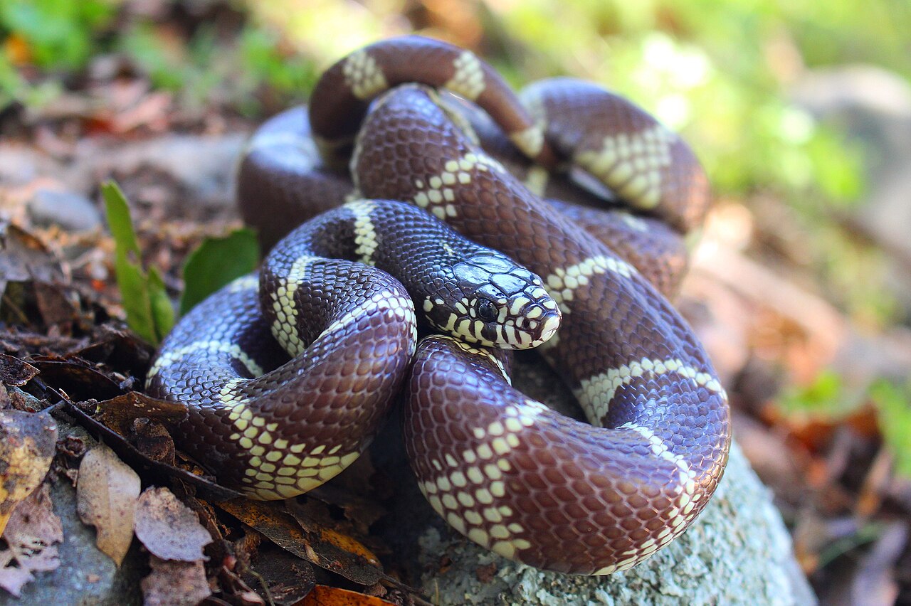 California King Snake for sale (Lampropeltis californiae)
