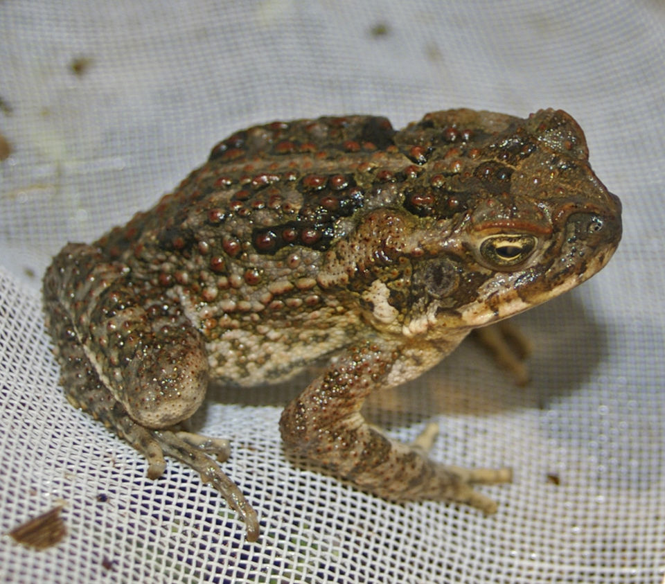 Cane Toad for sale