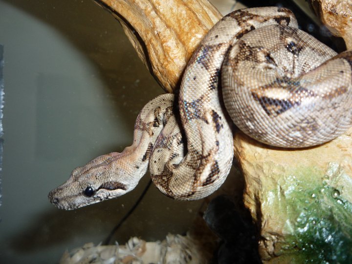 Central American Boa for sale
