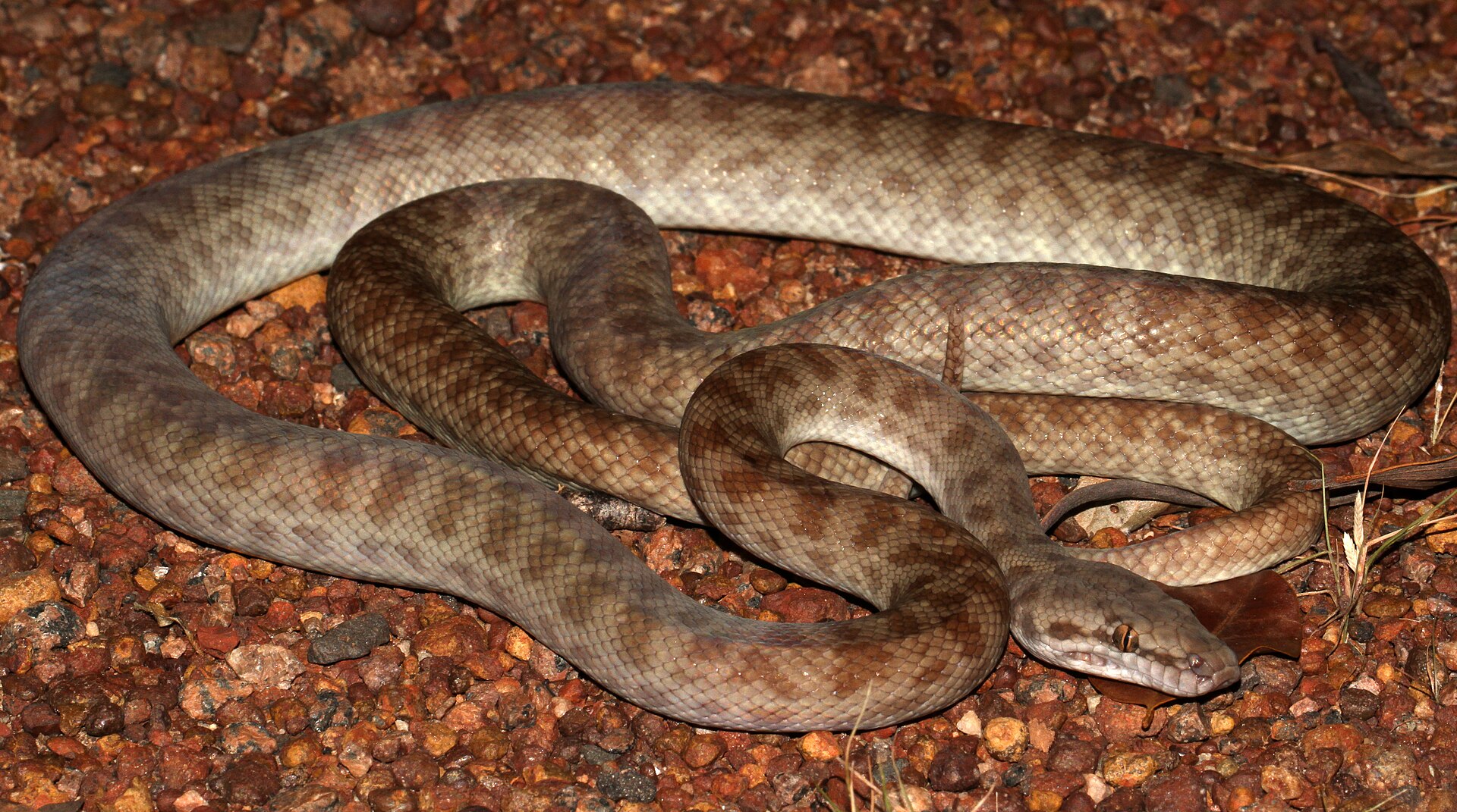Children’s Python for sale (Antaresia childreni)