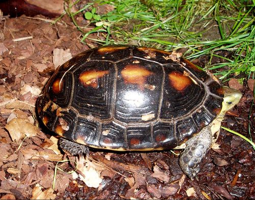 Chinese Box Turtle for sale (Cuora flavomarginata)