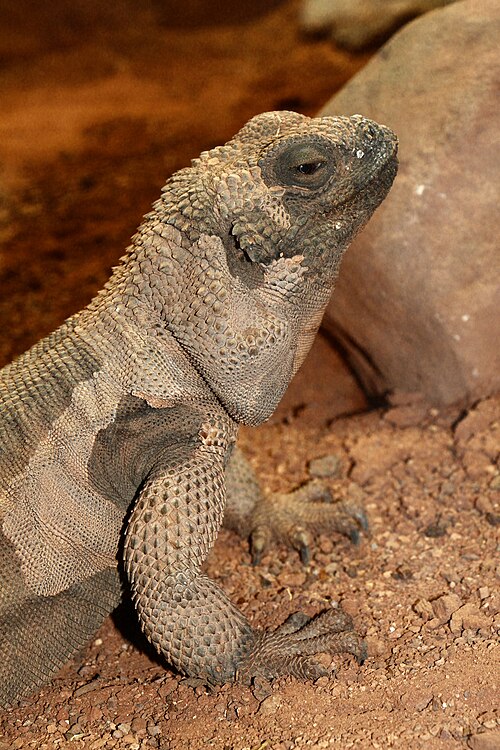 Chuckwalla for sale