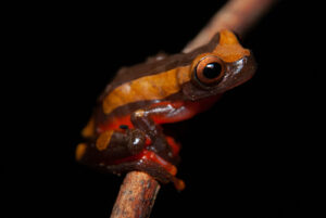 Clown Tree Frog For Sale(Dendropsophus leucophyllatus)