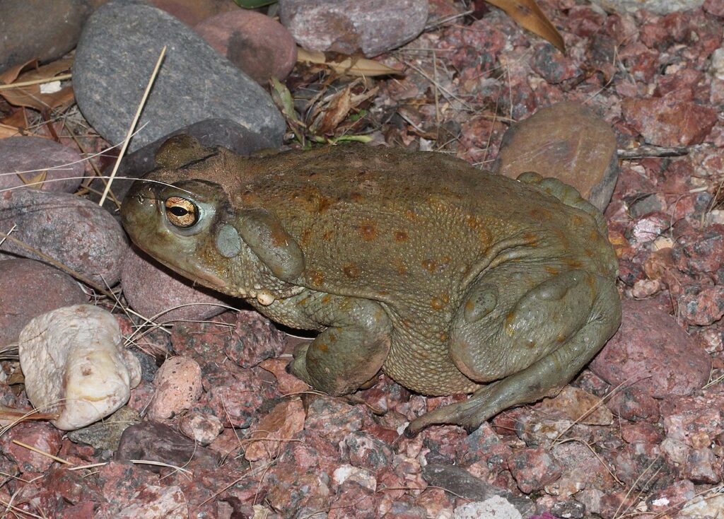 Colorado River Toad for sale