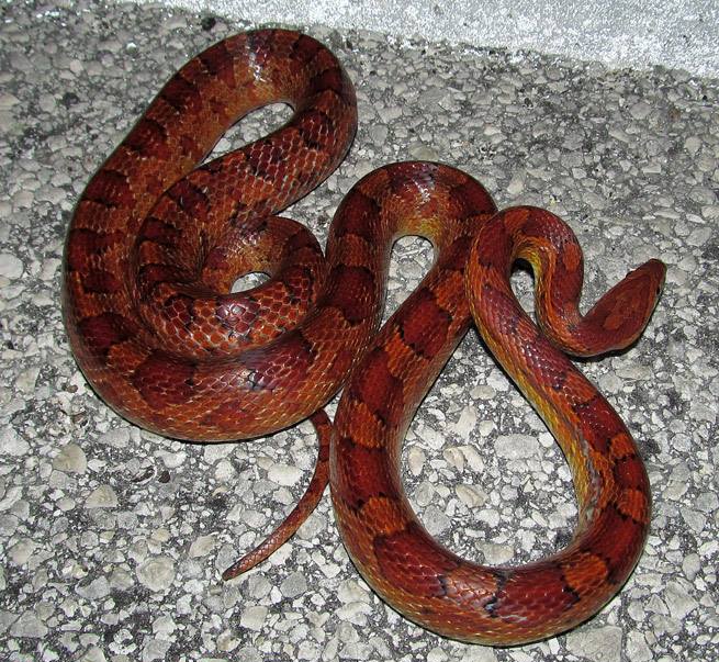 Corn Snake for sale (Pantherophis guttatus)