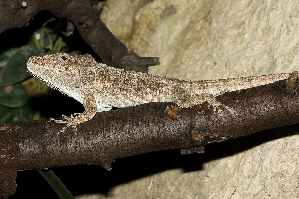 Cuban False Chameleon For Sale