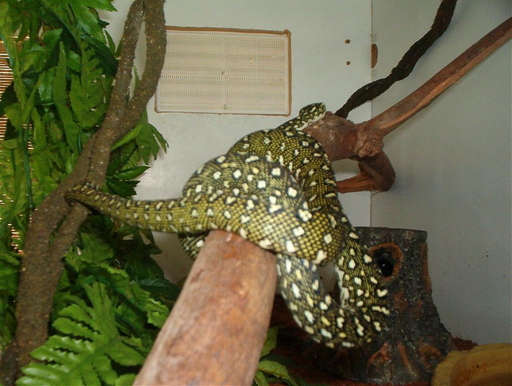 Diamond Python for sale (Morelia spilota spilota)