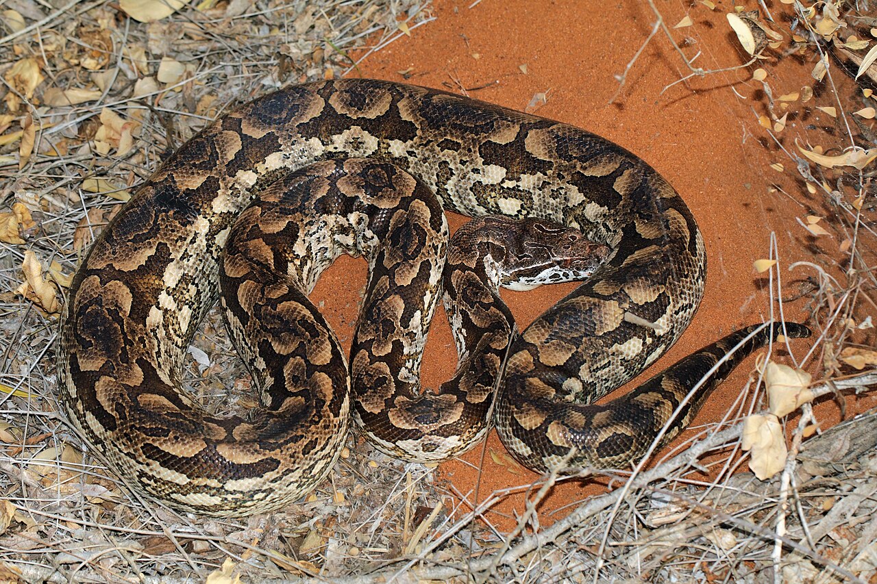 Dumerils Boa for sale (Acrantophis dumerili)