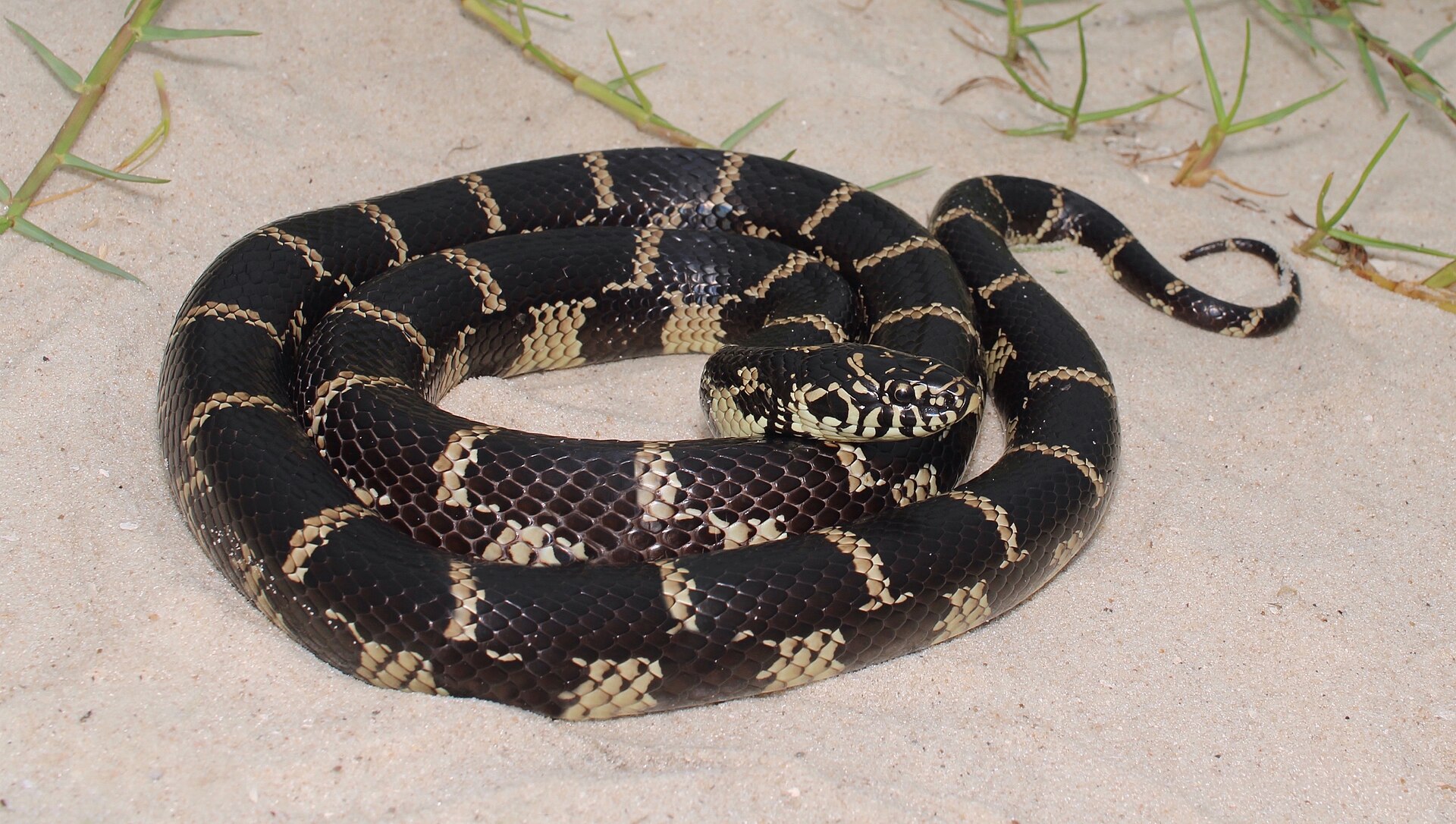 Eastern King Snake for sale (Lampropeltis_getula)