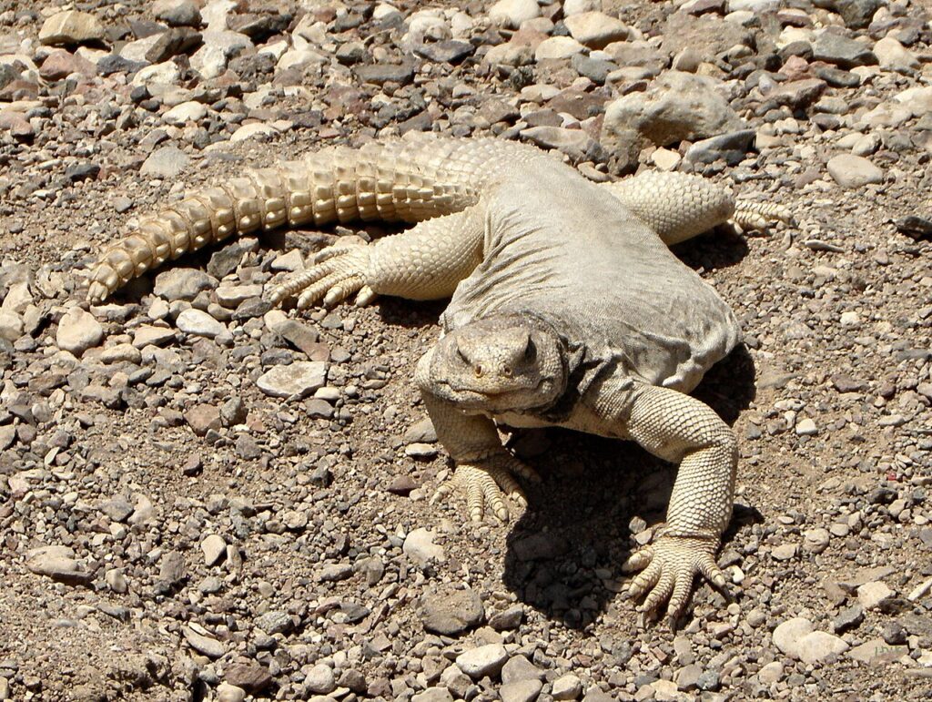 Egyptian Uromastyx For Sale