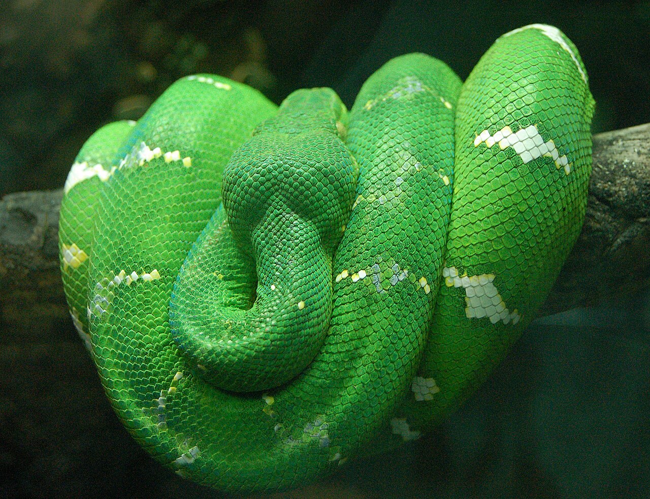 Emerald Tree Boa for sale(Corallus caninus)