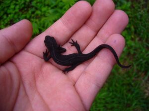 Fire Bellied Newt For Sale