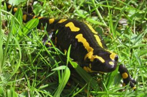 Fire Salamander for sale