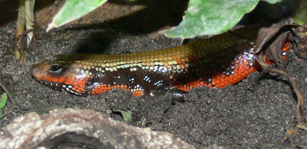 Fire Skink for sale