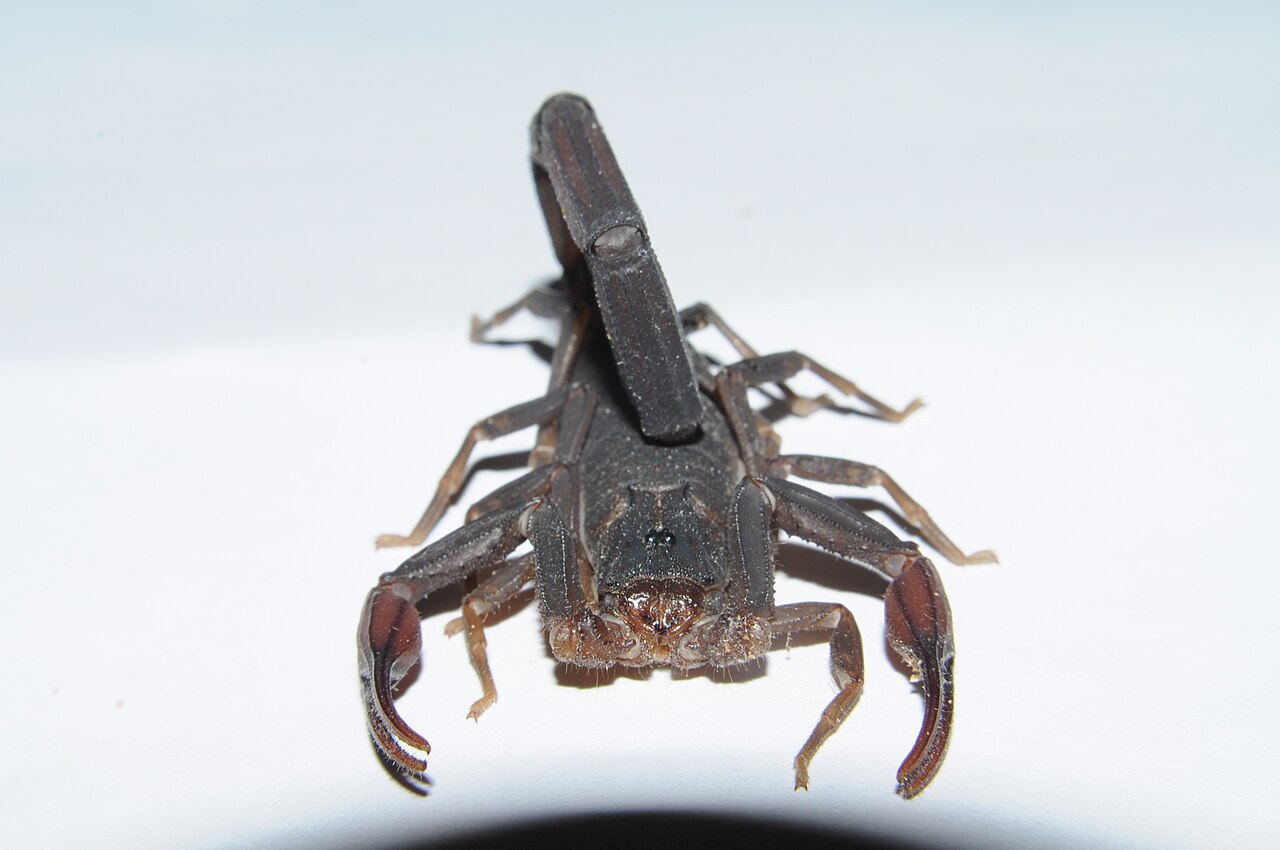 Florida Bark Scorpion for sale (Centruroides gracilis)