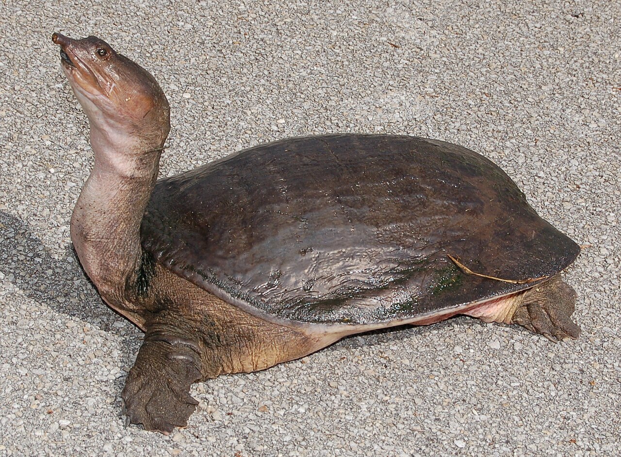 Florida Softshell Turtle for sale (Apalone ferox)