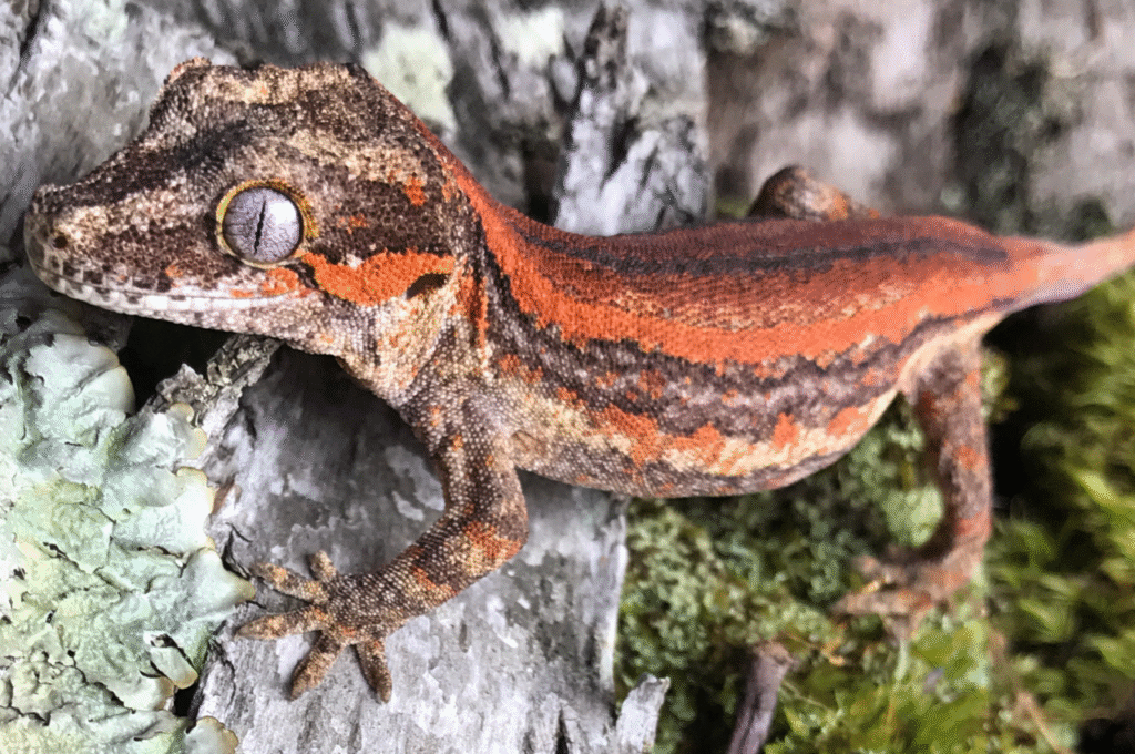 Gargoyle Gecko for sale