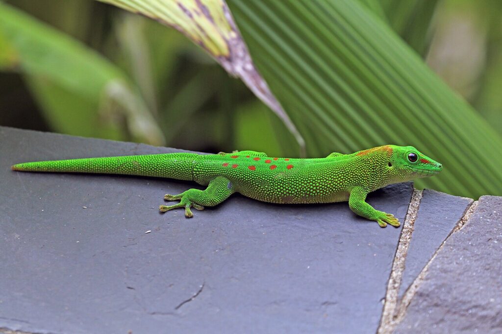 Giant Day Gecko for sale