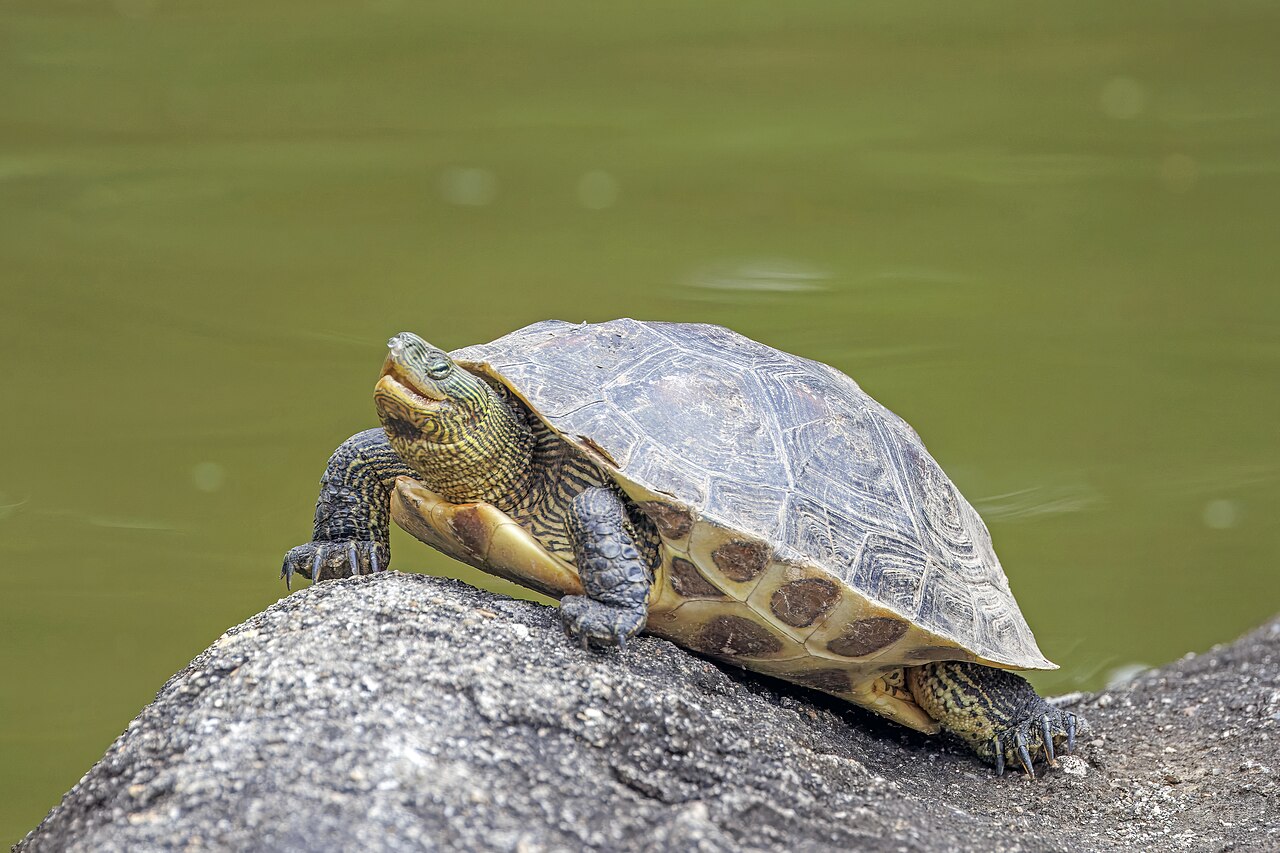 Golden Thread Turtle for sale