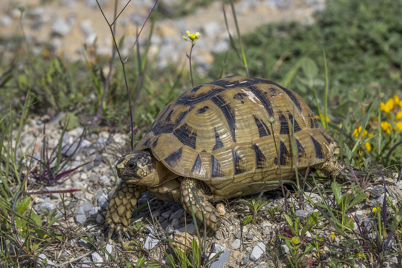 Greek Tortoise for sale (Testudo graeca)