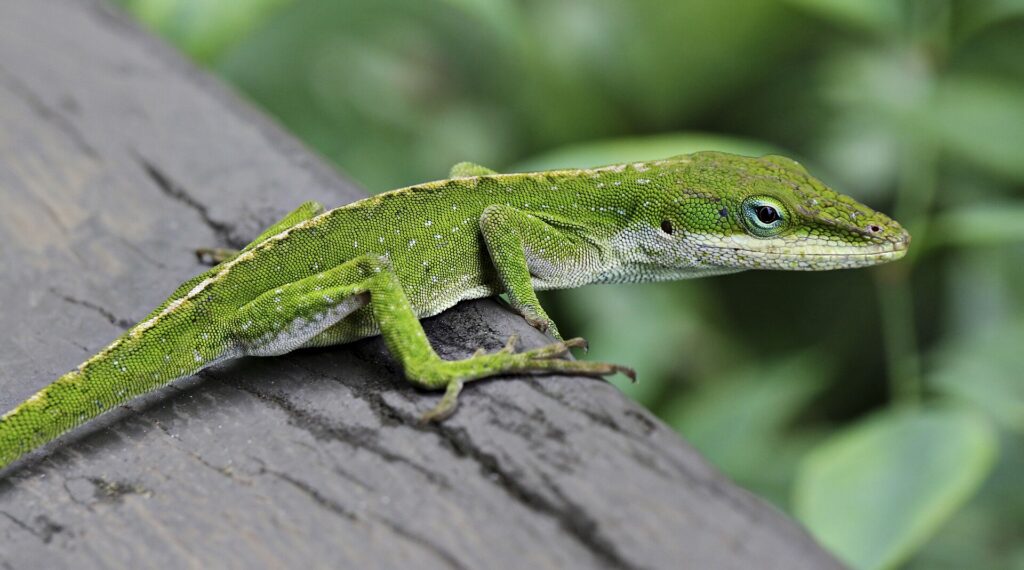 Green Anole For Sale