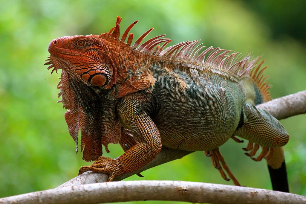 Green Iguana for sale