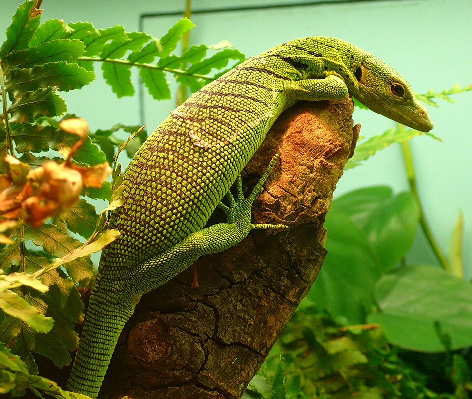 Green Tree Monitor for sale