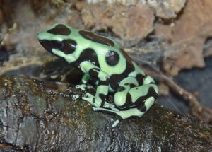 Green and Black Poison Dart frogs for sale