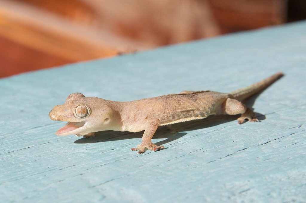 House Gecko for sale