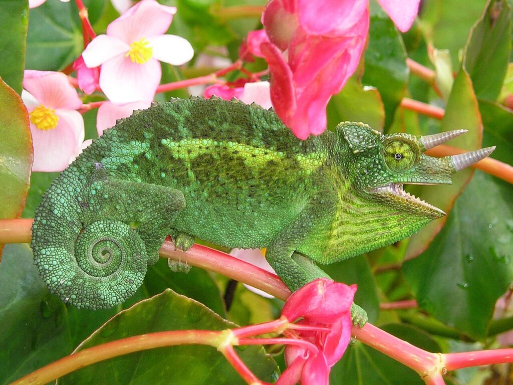 Jacksons Chameleon for sale