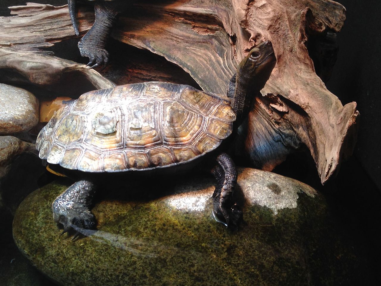 Japanese Pond Turtle for sale