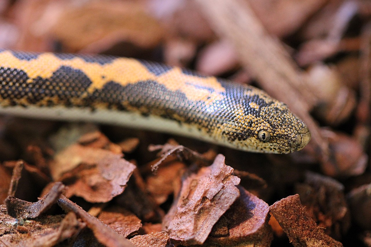 Kenyan Sand Boa for sale (Eryx colubrinus)